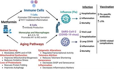 Old drug, new tricks: the utility of metformin in infection and vaccination responses to influenza and SARS-CoV-2 in older adults